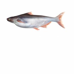 Buy Fresh Indian Basa Fish Online in Ahmedabad