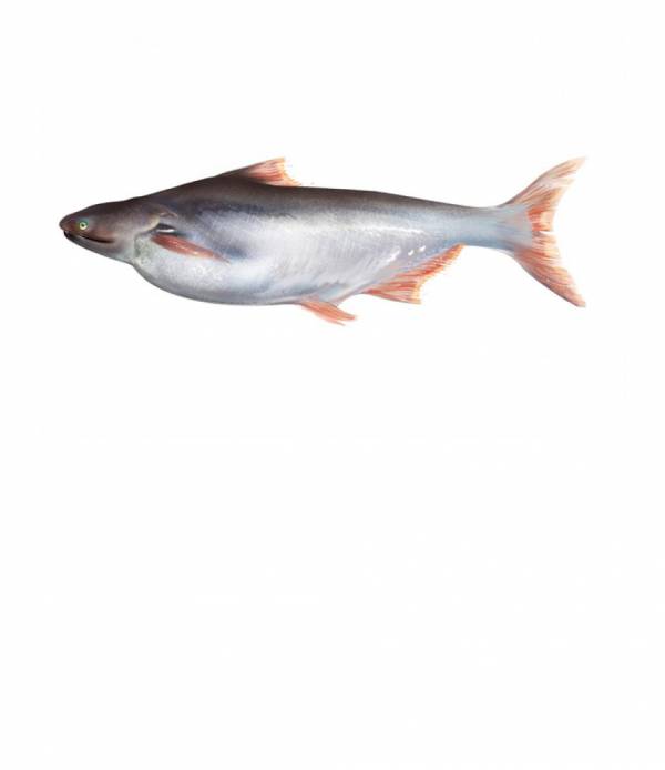 Buy Fresh Indian Basa Fish Online in Ahmedabad