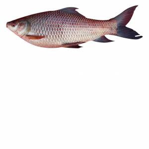 Buy Fresh Katla Fish Online in Ahmedabad