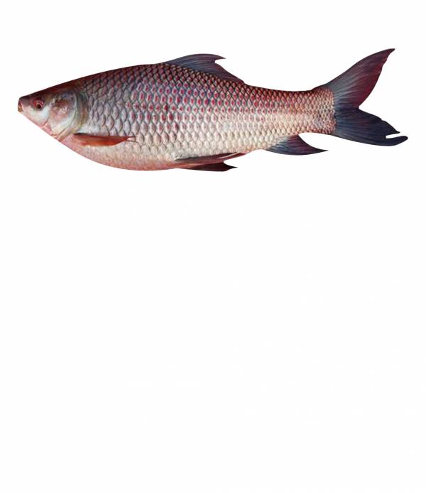 Buy Fresh Katla Fish Online in Ahmedabad