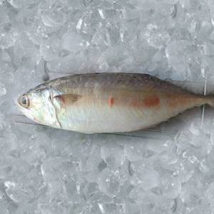 Buy Fresh Indian Mackerel (Bangda) Online in Ahmedabad