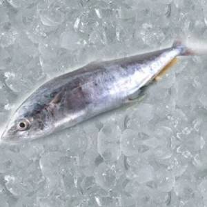 Buy Fresh King Fish (Seer Fish/Surmai) Online in Ahmedabad