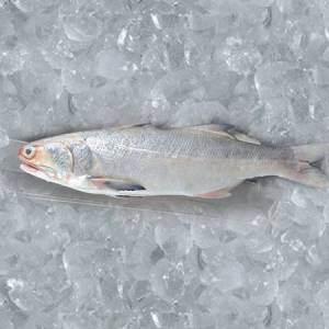 Buy Fresh Indian Salmon (Rawas) Online in Ahmedabad